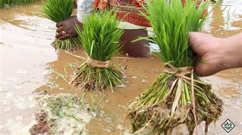 Cultivation Life Cycle Of Rice Youtube