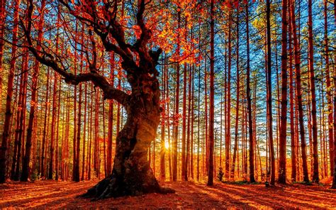 Beautiful Autumn Sunset Forest Trees Red Leaves Wallpaper
