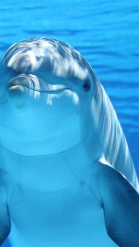 2160x3840 Dolphin Underwater Mammal Sony Xperia Xxzz5 Premium