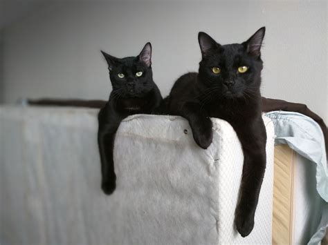 My Two Black Cats Have Two Very Different Personalities Ifttt