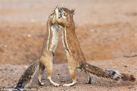Incredible Pictures Show South African Cape Ground Squirrels Daily