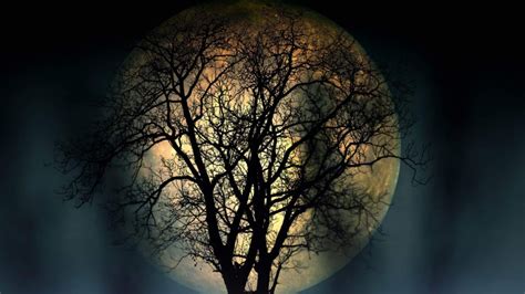 Full Moon Lonely Tree In The Night 4k Resolution Dark