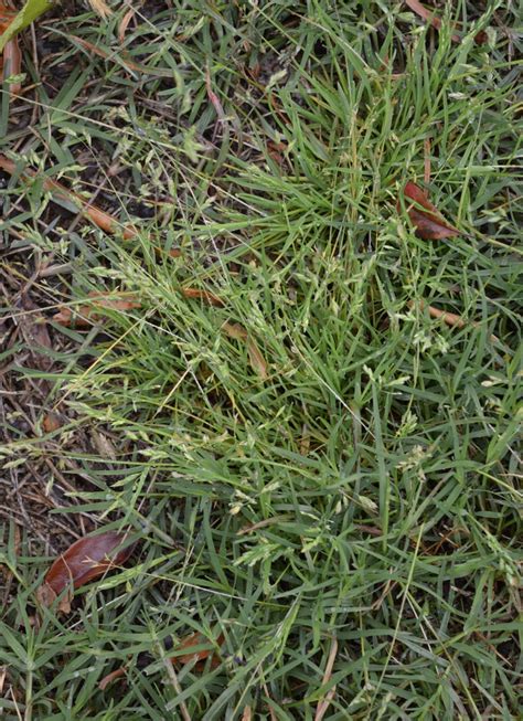 Poa Annua Annual Blue Annual Bluegrass Annual Meadowgrass Low Speargrass Meadow Grass