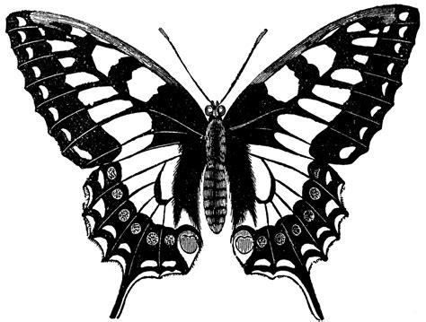 Swallow Tailed Butterfly Papilio Machaon Clipart Etc Black