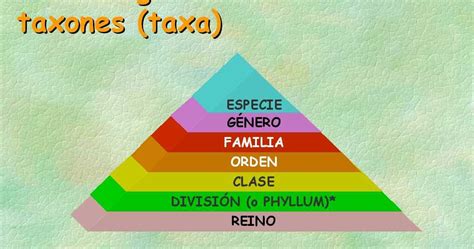 BiologÍa Y GeologÍa 1º Eso ClasificaciÓn De Los Seres Vivos