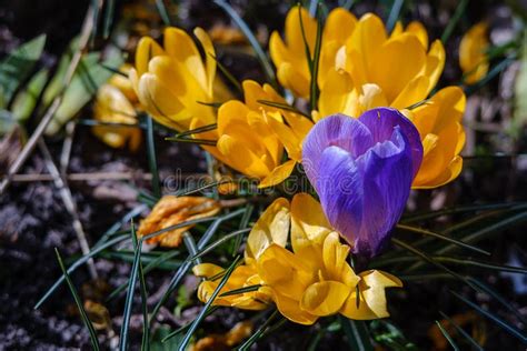 Flowering Blue And Yellow Crocuses Flowers In Early Spring Crocus