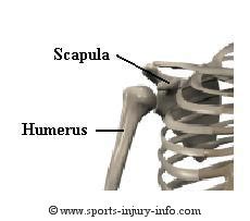 Another important type of moving joint is the ball and socket joint. Shoulder Anatomy - Sports Injury Info