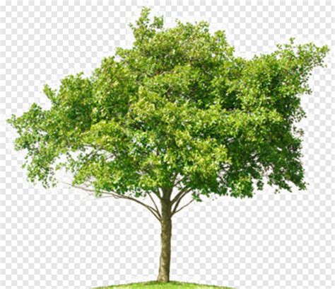 Oak Tree Tree Photoshop Cut Out HD Png Download X PNG Image PngJoy