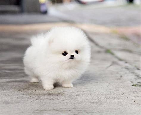 Funny White Small Fluffy Cute Puppies L2sanpiero