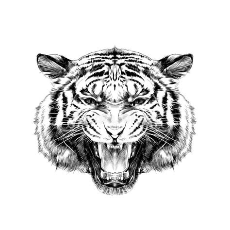 Tiger Head Hand Draw Sketch Black Line On White Background Vector Stock