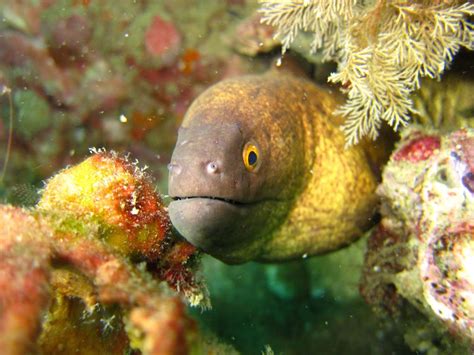 Amazing Eels · Aussie Divers Phuket