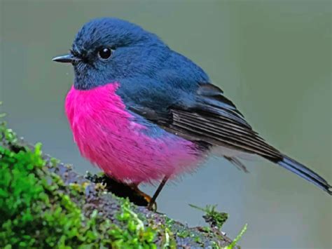 This Is The Pink Robin A Little Ball Of Happiness Looking Too