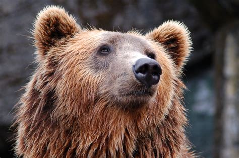 Fondos De Pantalla Fauna Silvestre Pelaje Bigotes Oso Grizzly Oso