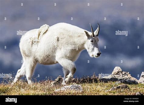 Rocky Mountain Goat Stock Photo Alamy