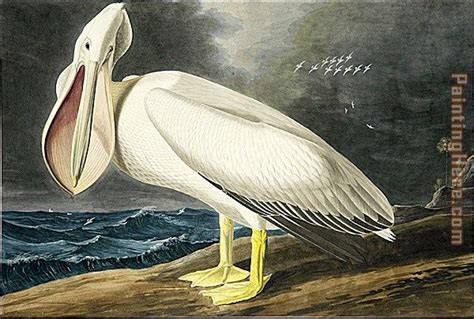 John James Audubon American White Pelican I Painting Anysize 50 Off