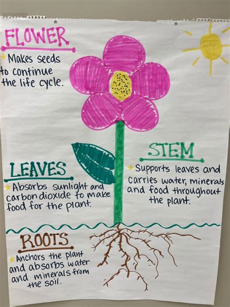 Plants Anchor Charts Parts Of A Plant Science Resources Carbon
