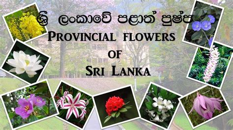 Provincial Flowers Of Sri Lanka Youtube