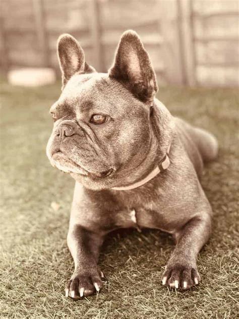 All frenchies will eventually go under. How Are French Bulldogs Made? • The Pets KB