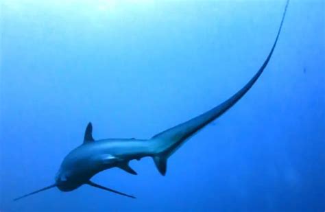 Thresher Shark Description Habitat Image Diet And Interesting Facts