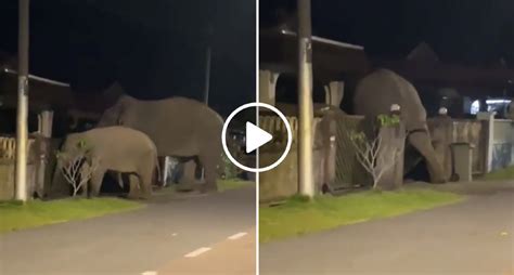 Elefantes Invadem Casa Na Mal Sia Estava A Tremer Ja Sabias