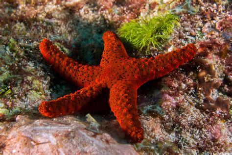 Thousand Pores Sea Star Fromia Milleporella Spanglers Scuba