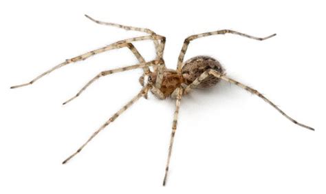 If you see a spider hiding in a cluster of. Types of spiders who'll be coming into your home - and ...