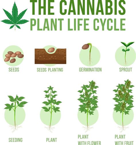 Cannabis Plant Life Cycle 7208636 Vector Art At Vecteezy