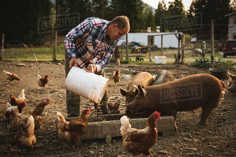 Farmer Feeding Pigs In Farm On A Sunny Day Stock Photo Dissolve