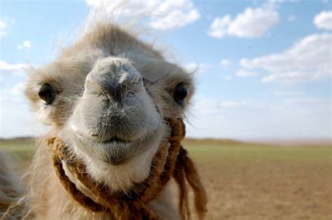Chad reviews camel snus mint by rj reynolds. 10 Of The Strangest Stories Involving Exotic Pets
