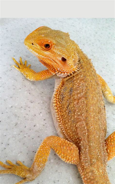 Gallery Bearded Dragon Breeders Canada