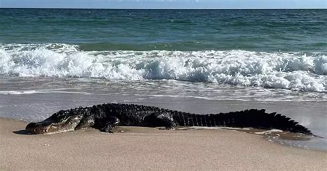 10 Foot Long Alligator Spotted Sunbathing On Florida Beach Live Feeds