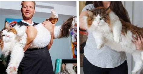 El Gato Más Grande De Ny Pesa 13 Kilos Y Está A Punto De Robarse Tu
