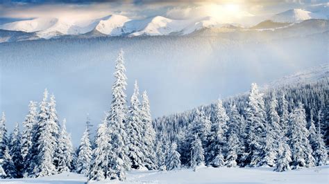 Wallpaper Mountains Forest Trees Snow Winter 8k