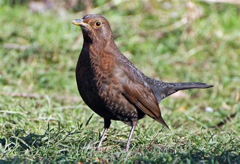 Female Blackbird Sunbathing Birdforum