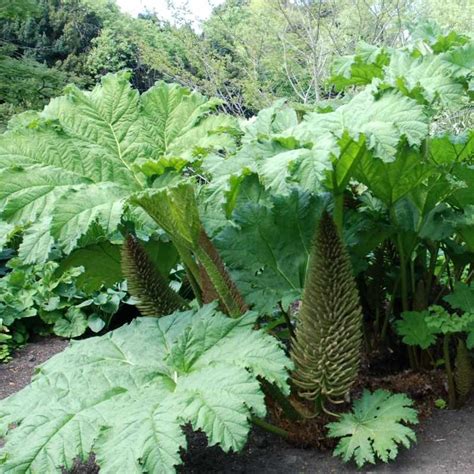 This variety, like most gunnera, has enormous ribbed leaves, up to 100cm across. Gunnera manicata