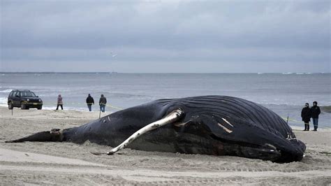 Dead Whales On East Coast Fuel Misinformation About Offshore Wind