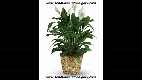 Maybe you would like to learn more about one of these? Send flowers from Uruguay to Calgary Alberta Canada - YouTube