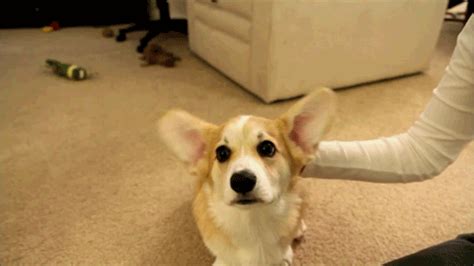 Ears  On Imgur