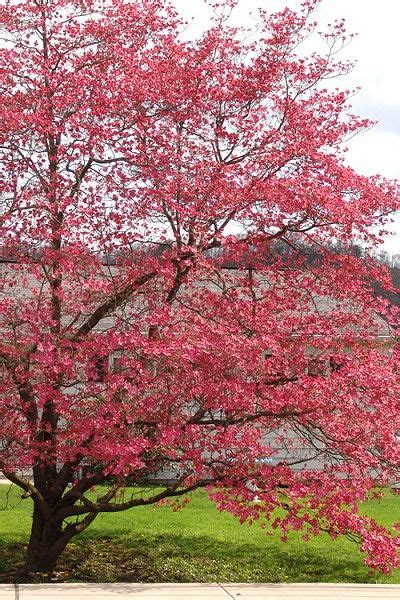 Buy Red Flowering Dogwood Tree Free Shipping Cornus Florida Rubra 5