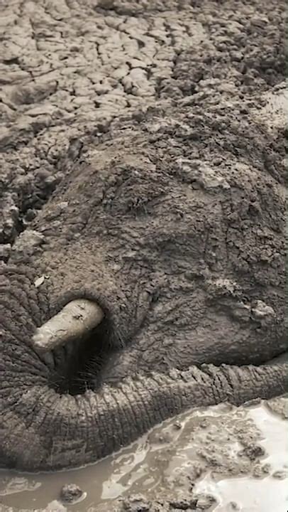 Elephants Rescued From Mud Caused By Drought At Kenyan Dam Site R
