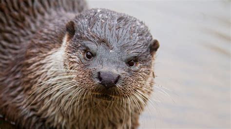 photographers disturb vulnerable blandford otters nest bbc news