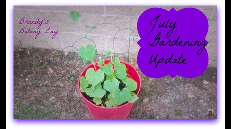 Our July Garden Update Youtube