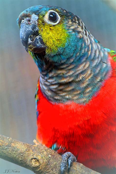 The Crimson Bellied Parakeet Pyrrhura Perlata Coolpix Parakeet