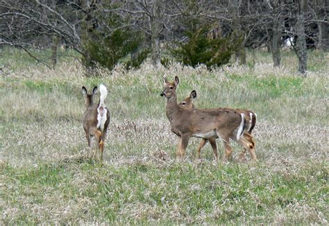 Filewhite Tailed Deer At Chalco Hills Wikimedia Commons