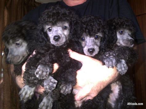 Kusa Reg Miniature French Poodle Puppies Johannesburg Gauteng
