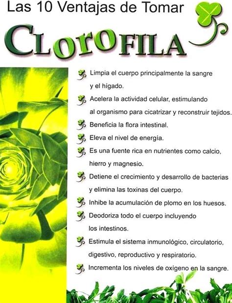 La Clorofila Es Uno De Los Componentes Esenciales De Las Plantas Es
