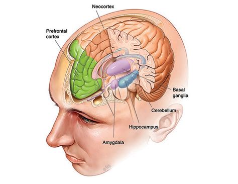 where are memories stored in the brain queensland brain institute university of queensland