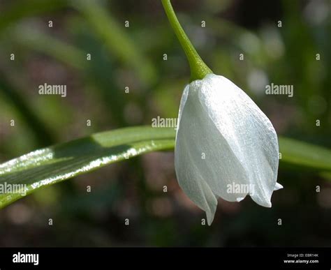 Few Flowered Leek Allium Paradoxum Flower Germany Stock Photo Alamy