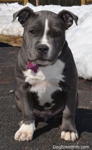 Raising a pitbull puppy and building a life long bond with them is essential for a successful relationship. Raising a Puppy: Mia the American Bully 14 weeks old