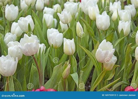 Close Fresh White Tulip In Field Tulips In Spring Time Stock Image